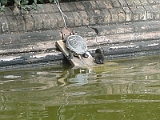 Turtle And Baby Bird In Sevilla